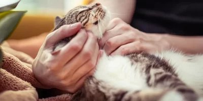 caresse-chat.webp
